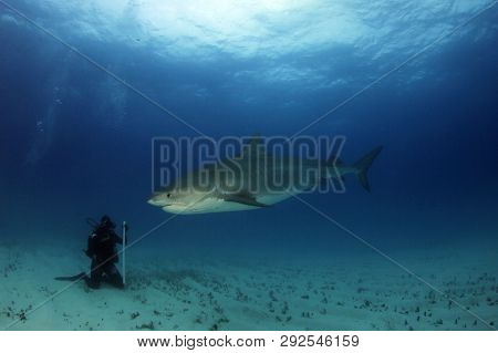 Tiger Shark (galeocerdo Cuvier). Towards A Diver Sitting On The Sand Bottom. Tiger Beach, Bahamas