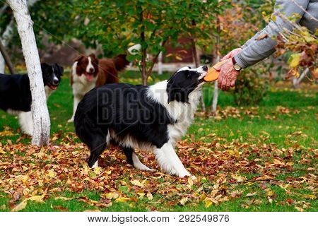 Three Dogs Of Breed Border Collie Playing In Frisby On The Garden