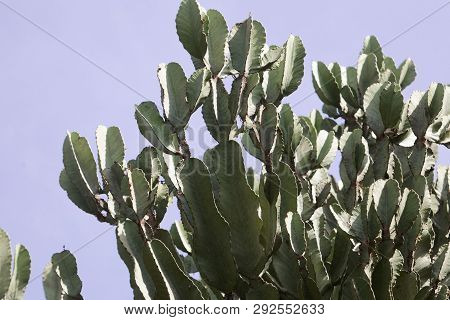 Branches Of A Euphorbia Ampiphylla