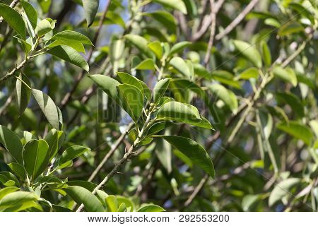 Leaves Of A Rubber Fig, Ficus Elastica.