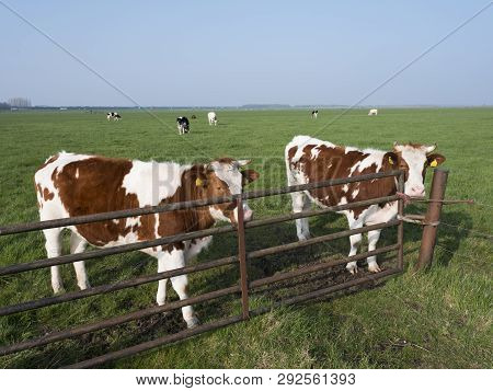 Red And White Cows In Green Meadow Under Blue Sky In The Netherlands Near Amersfoor And Huizen