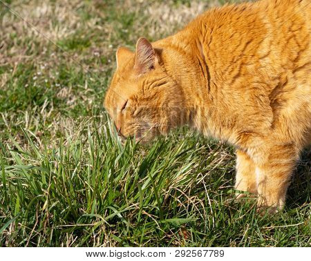 Ginger tabby cat eating grass outdoors, to induce vomit and get hairballs out of his stomach