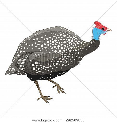 Guinea Fowl Images, Illustrations & Vectors (Free) - Bigstock