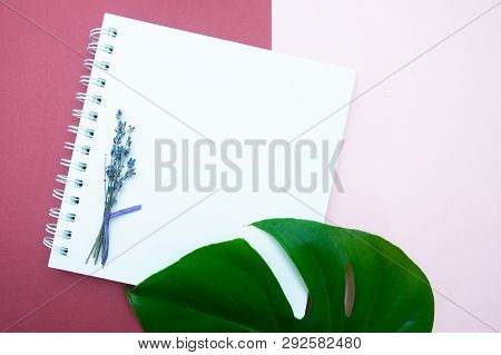 Mocap, Background From A Blank White Sheet Of Paper In A Notebook And  Green Leaf Monstera