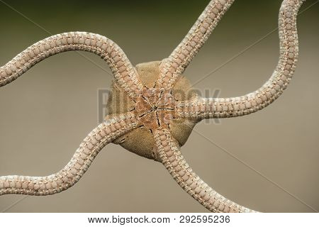 Ventral Side Of A Brittle Starfish With Mouth Hole In The Center.