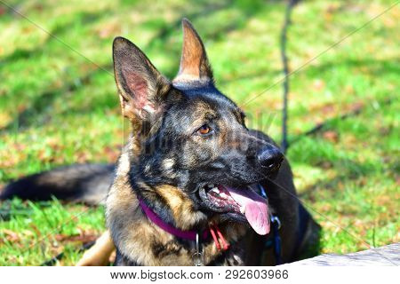 German Shepard Dog While Playing In The Garden.