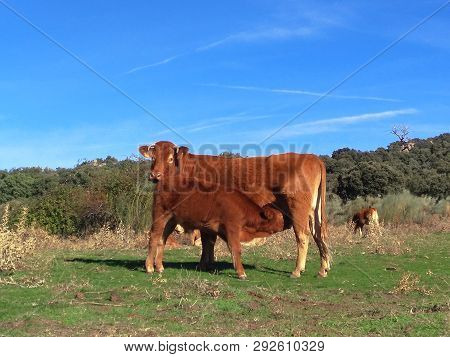 Beautiful Breastfeeding Cow In A Sunny Day