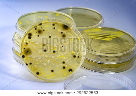 Colonies Of Different Bacteria And Mold Fungi Grown On Petri Dish With Nutrient Agar, Close-up View.