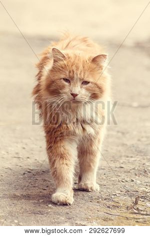 Stray Street Red Cat. Homeless Cat. A Homeless Animal. Cat On The Street