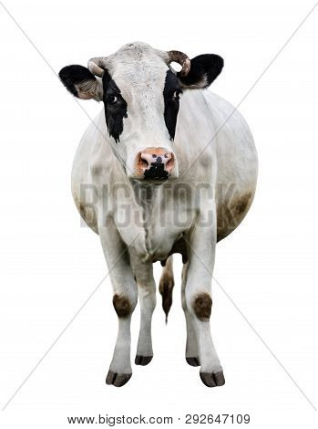 Spotted Black And White Cow Full Length Isolated On White. Cow Close Up. Farm Animals