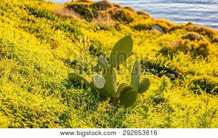 Cactus On Bright Green Grass, Blue Sea Water Background