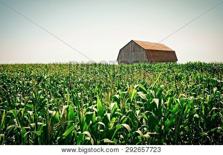 Old Wooden Barn In The Green Summer Cornfield. Rural Quebec.