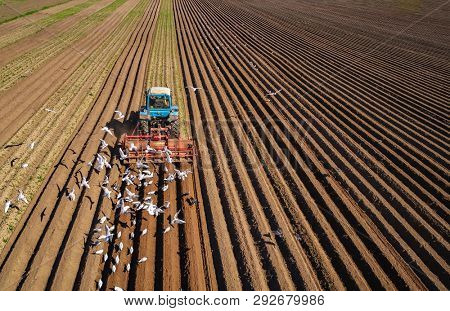Agricultural work on a tractor farmer sows grain. Hungry birds are flying behind the tractor, and eat grain from the arable land.
