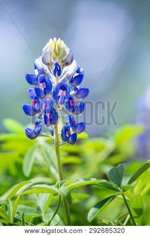 Texas Bluebonnet (lupinus Texensis) Flower Blooming In Springtime. Closeup With Copy Space.