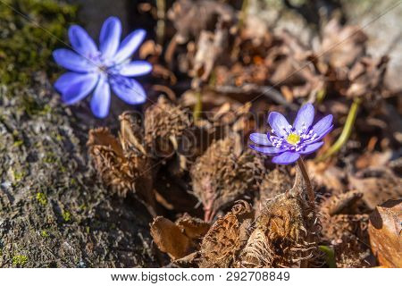 Early Spring Blooms Hepatica Transsilvanica Flowers. Closeup Photo With Selective Focus
