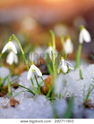 Snowdrops (galanthus) In The Spring Forest. Harbingers Of Warming Symbolize The Arrival Of Spring.