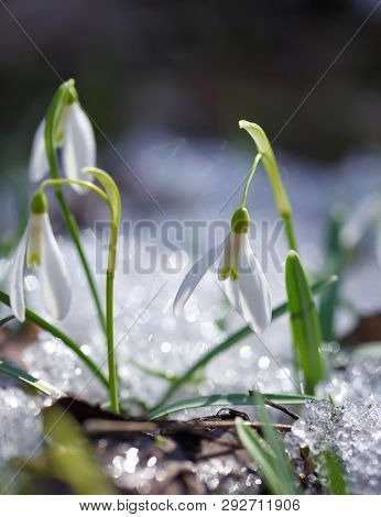 Snowdrops (Galanthus) in the spring forest. Harbingers of warming symbolize the arrival of spring.