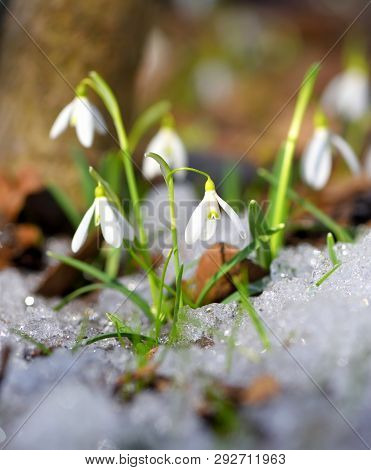 Snowdrops (galanthus) In The Spring Forest. Harbingers Of Warming Symbolize The Arrival Of Spring.