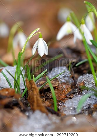 Snowdrops (Galanthus) in the spring forest. Harbingers of warming symbolize the arrival of spring.