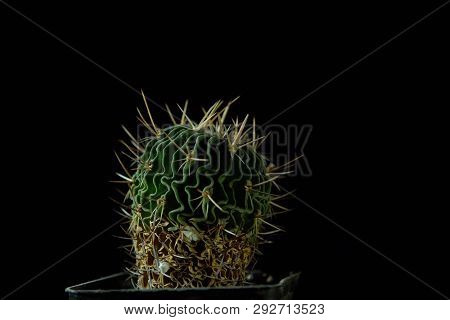 Closeup Of Green Cactus Echinofossulocactus Grandicornis With Wavy Ribs Covered With Sharp Needles A