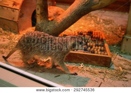 Fluffy Gray Gophers Watch What Is Happening Out Of Their Valera, Behind The Glass