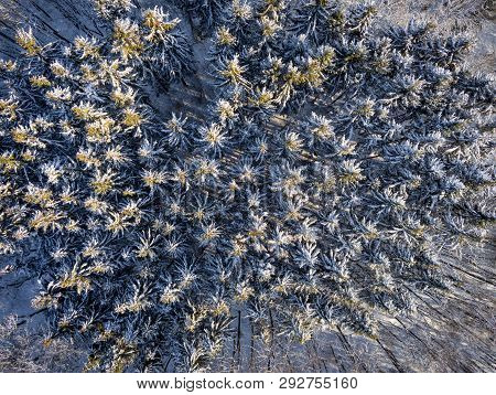 Snow Covered Needle Tree Tops During Sunny Winter Day Aerial Image