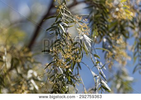 Flowers Of A Peruvian Pepper Tree, Schinus Molle