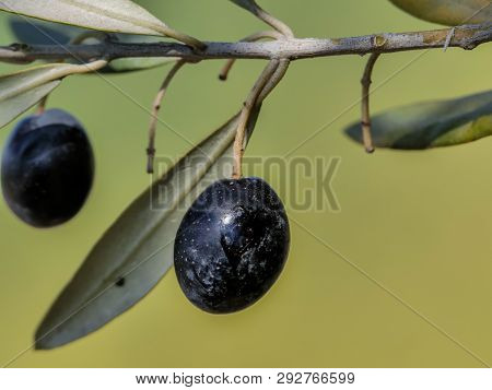 Natural Black Olives On A Sunny Day And Unfocused Background.