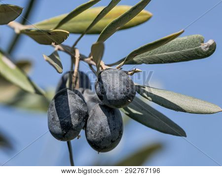 Scene With Natural Olive Trees On A Sunny Day.