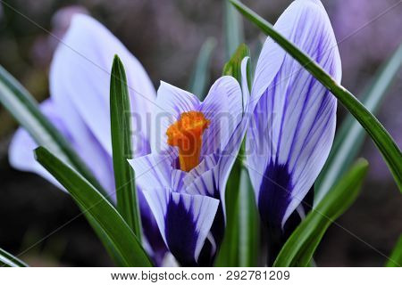 The First Spring Flowers Snowdrops Bloom Bright Spring Day Close-up Macro Photography