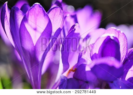 The First Spring Flowers Snowdrops Bloom Bright Spring Day Close-up Macro Photography