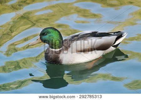 Drake Mallard Portrait, An Up Close And Personal View Of A Drake Mallard In Water.