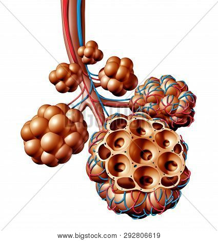 Pulmonary Alveoli Or Alveolus Anatomy Diagram As A Medical Concept Of A Lung Anatomy And Repiratory 