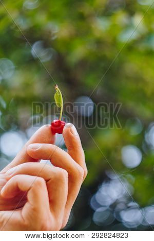 A Man's Hand Is Holding A Freshly Picked Ripe Fruit Of A Red Sweet Cherry With Sprigs And A Vinelet 