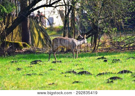 Deer Standing On A Meadow In Germany.