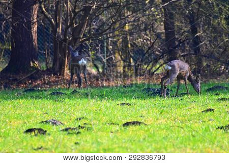 Deer Standing On A Meadow In Germany.