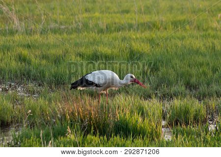 White Stork Eating In Swamp Field, Spingtime