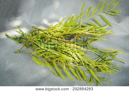 Soap Bobs Plant Green Leaf For Food And Herb / Acacia Concinna