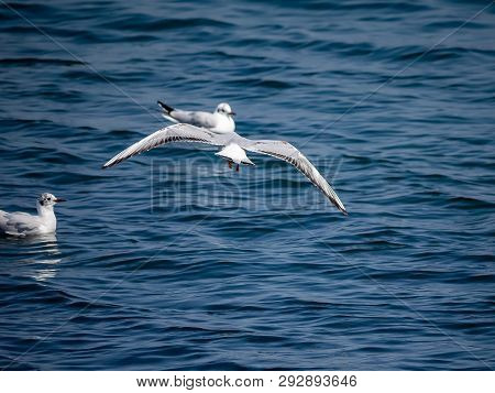 A Black-tailed Gull Flies Above Tokyo Bay On The Yokohama Waterfront Near Yamashita Park. In Japanes