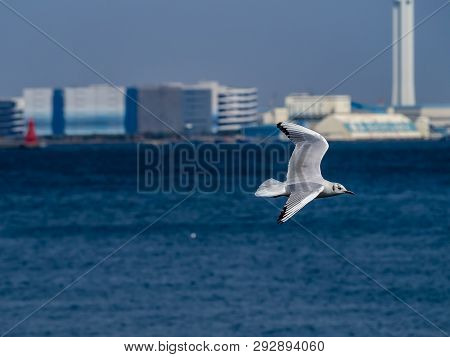 A Black-tailed Gull Flies Above Tokyo Bay On The Yokohama Waterfront Near Yamashita Park. In Japanes