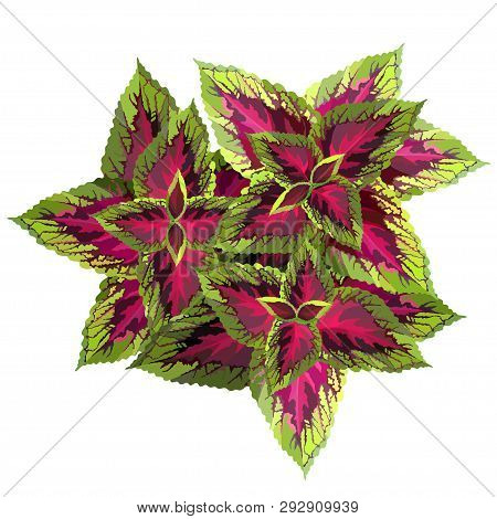 The Burgundy With Yellow Coleus On White Background, Vector Illustration
