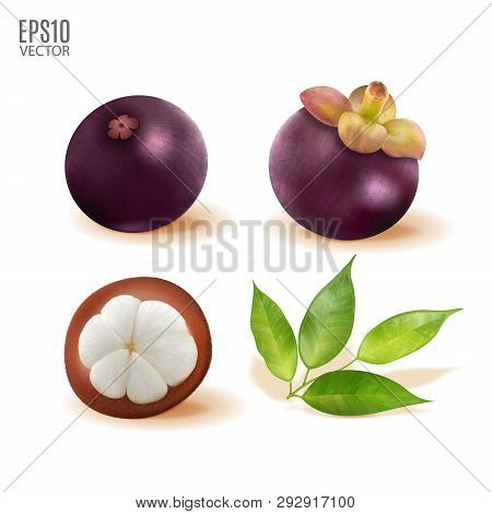 Vector Ripe Mangosteen With Leaves Set Isolated On White Background Closeup. Realistic Vector, 3d Il