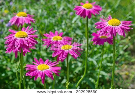 Pyrethrum Pink (lat. Pyrethrum Roseum), Or Persian Daisies In The Garden On A Summer Day