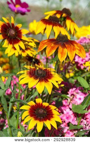 Rudbecia Blooms In The Garden On A Sunny Summer Day