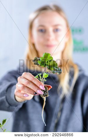 Green Cabbage Cale Sprout In Female Hands Close-up, Harvest Of Micro Greens, Baby Spinach Leaves. He