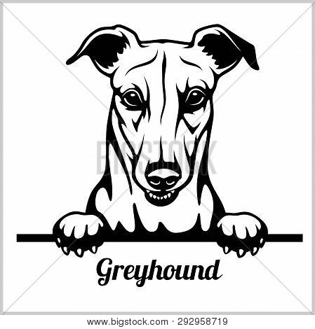 Greyhound - Peeking Dogs - Breed Face Head Isolated On White