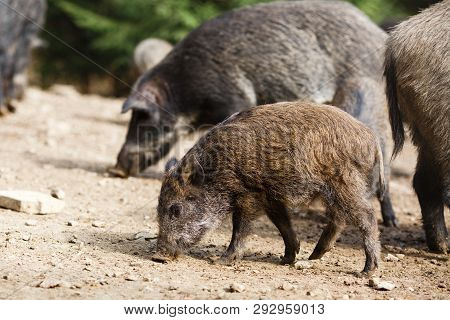 Wild Gray Pigs In The Summer Forest