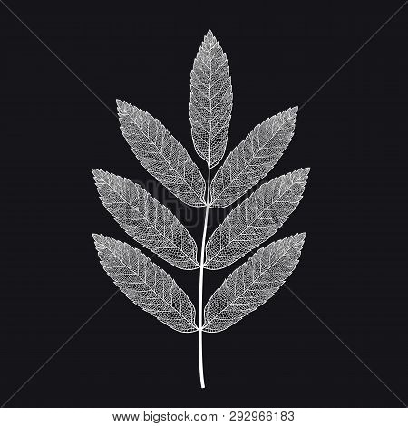 Vector Skeletonized Vector & Photo (Free Trial) | Bigstock