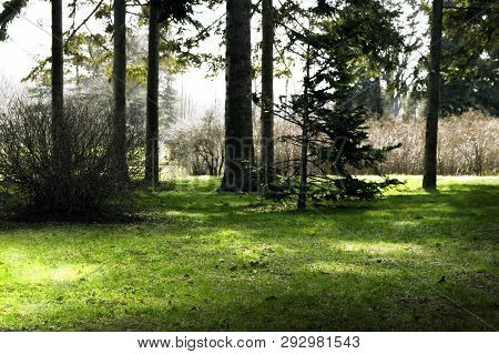 Spring Forest With Green Glade. Sprimg Time