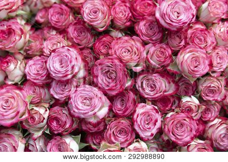Beautiful Pink Roses - Fn For Greeting Card.